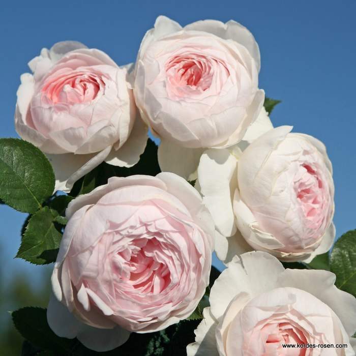 Růže Kordes Parfuma 'Herzonig Christiana'