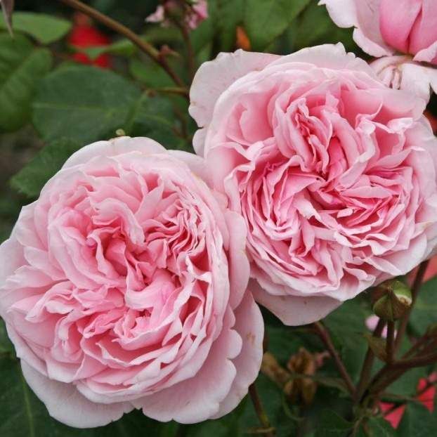 Růže Kordes Parfuma 'Kiss me