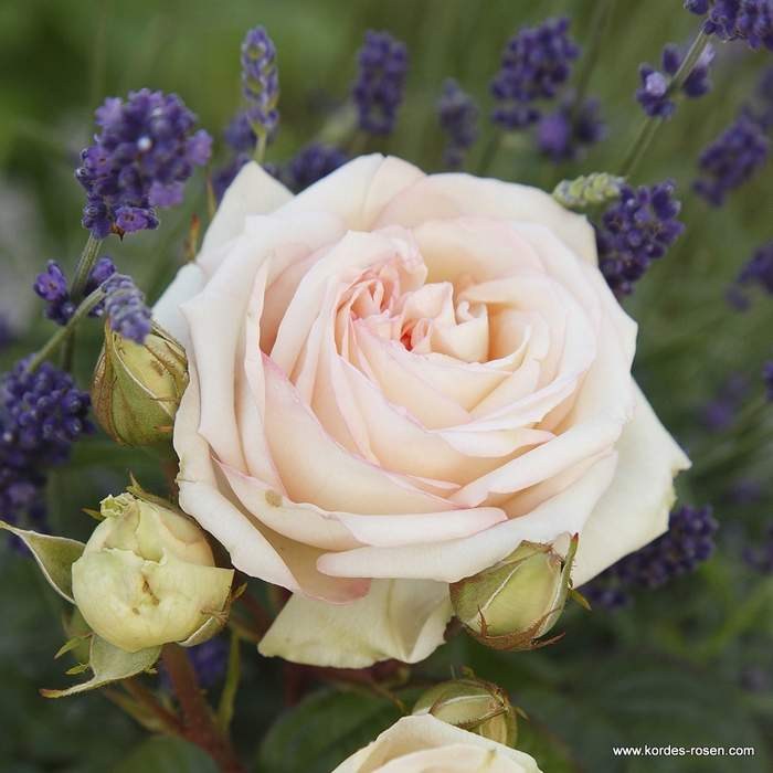 Růže Kordes Parfuma 'Madame Annisete'