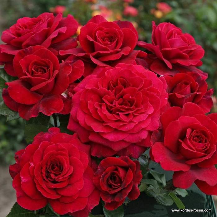 Růže Kordes 'Bellevue' 2