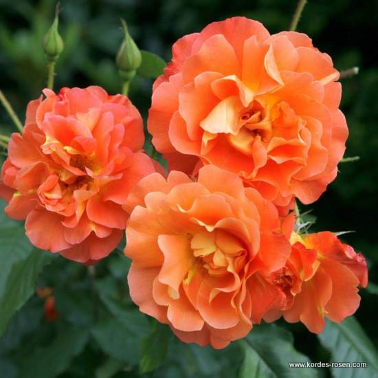 Růže Kordes 'Westerland' 2
