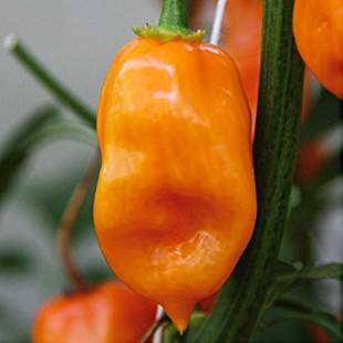 Paprika chilli Habanero 'Calita Orange'