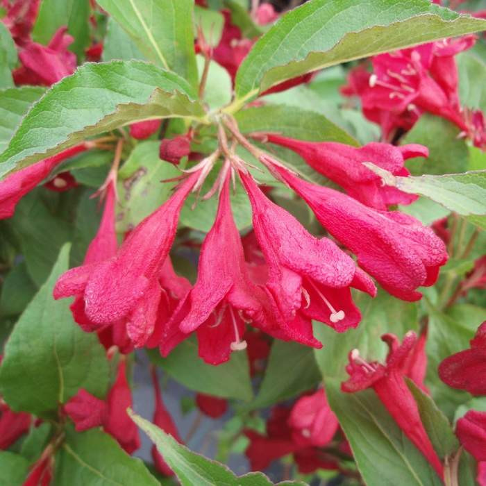 Vajgélie 'Red Prince' květináč 2