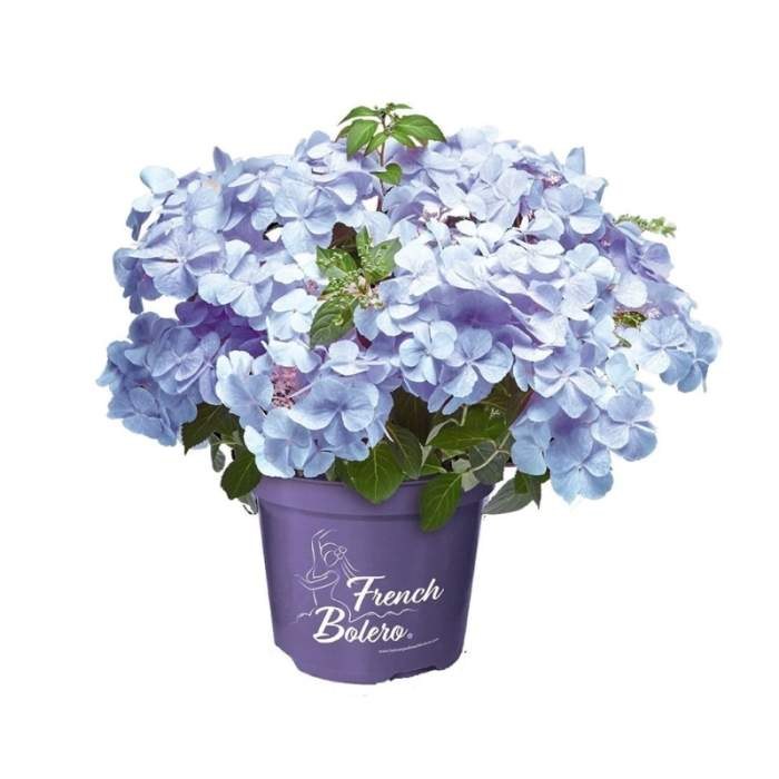 Hortenzie 'French Bolero Blue' květináč