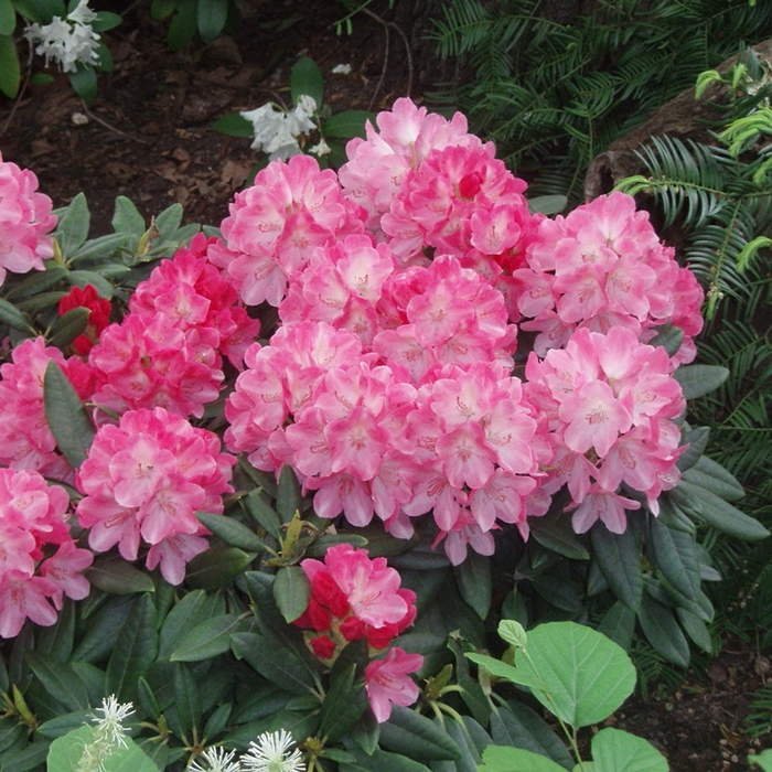 Pěnišník jakušimský 'Fantastica' květináč 5 litrů
