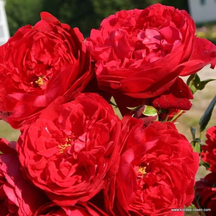 Růže pnoucí Kordes 'Florentina'  květináč
