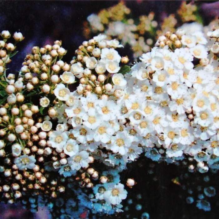 Tavolník nipponský 'Snowmound' květináč 2